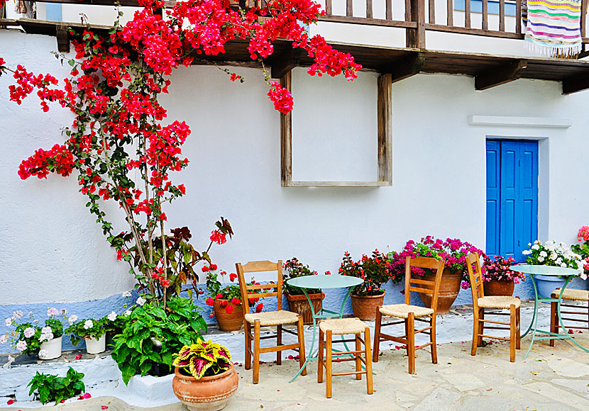 Bougainvillea och andra vackra blommor och växter i Chora.