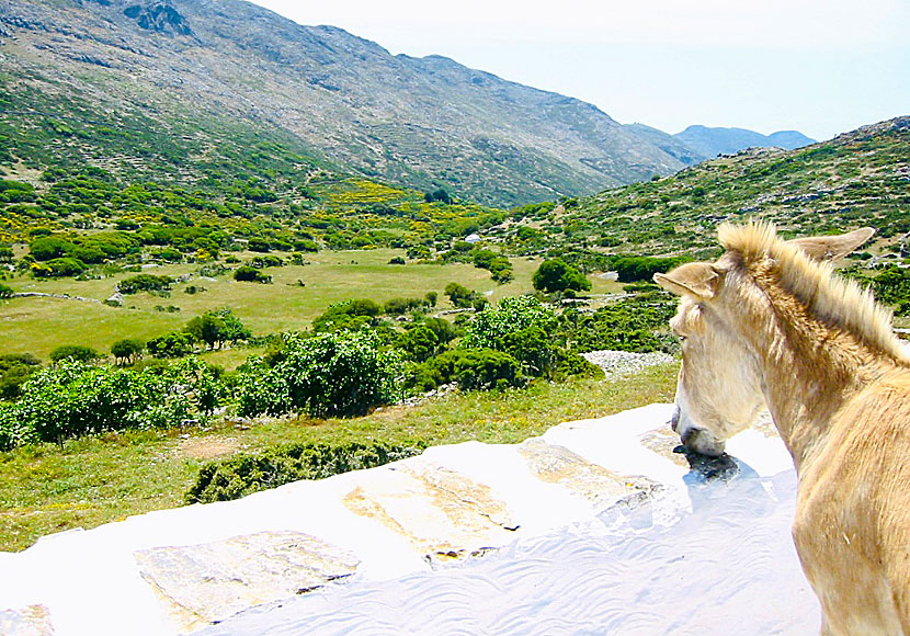 Utsikt från klostergården vid Agios Ioannis Theologos Monastery.