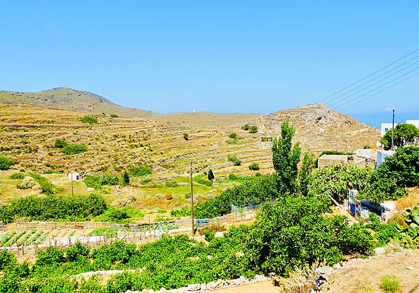 De pensionerade åsnornas dal i Tholaria på Amorgos.