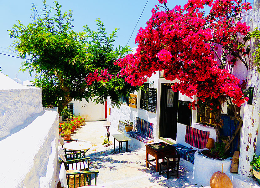 Chora på Amorgos är den by i Kykladerna där det finns vackrast bougainvillea.