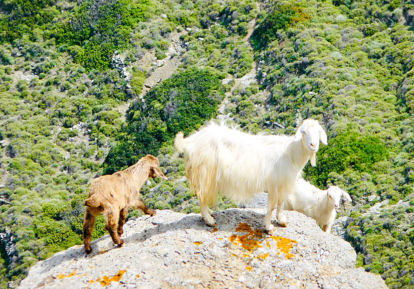 Vilda getter på Amorgos i Grekland.