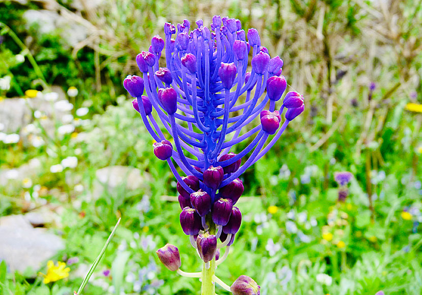 Vackra orkidéer och andra blommor på ön Amorgos i Grekland.