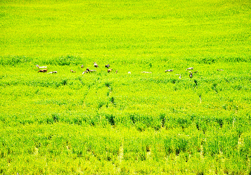 Green green grass of home med Elvis Presley på en vandring i bergen på Amorgos i Grekland. 