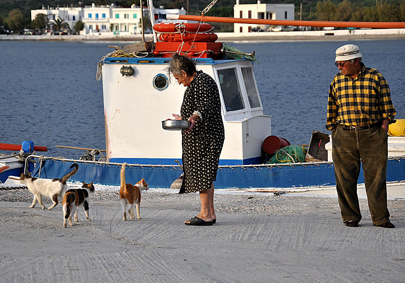 Cat People med David Bowie hos Catwomen i Katapola på Amorgos i Grekland.