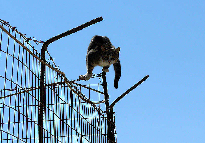 Born to be wild med Steppenwolf och en vild katt i den lilla byn Messaria på Schinoussa i Grekland.