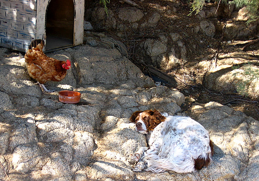 Wake up little Susie med Everly Brothers i Livadi på Serifos i Kykladerna.