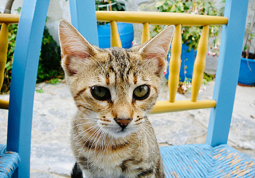 For your eyes only med Sheena Easton i Chora på Amorgos i Grekland.