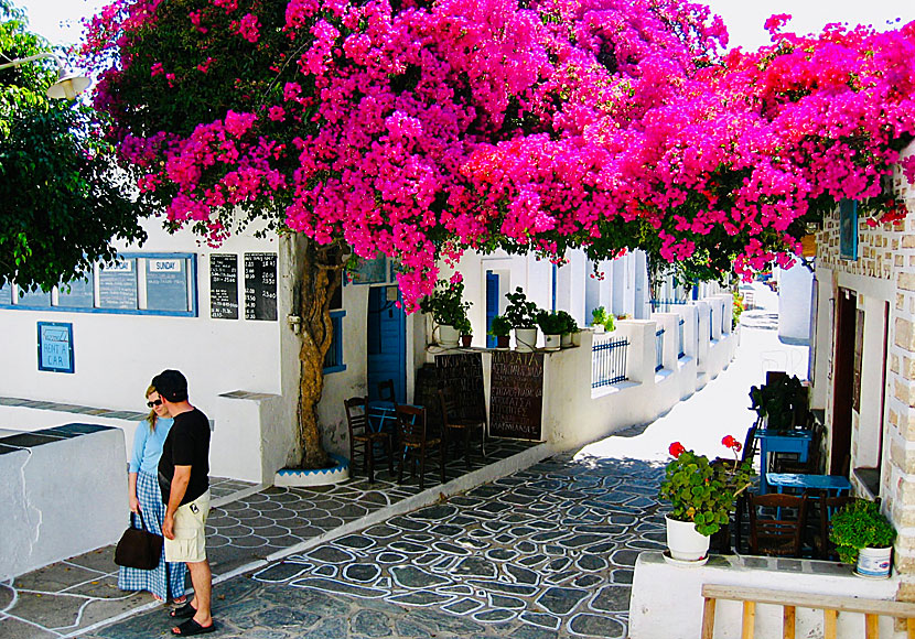 Bougainvillea i Chora på Folegandros.