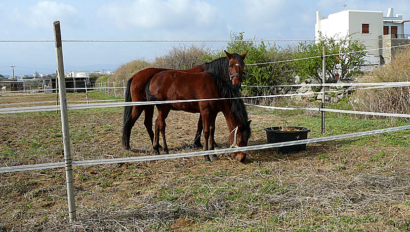 Stamatis Horse Riding. Agia Anna. Naxos. Grekland.