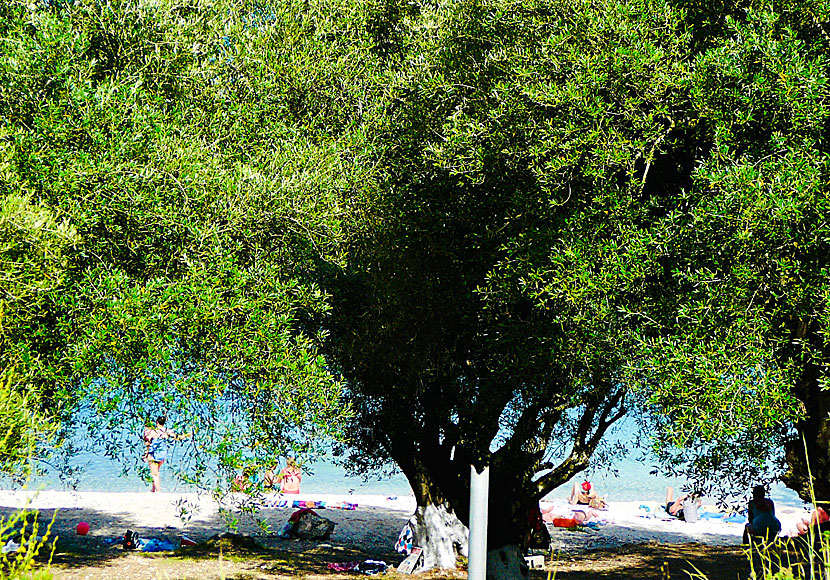 Foki beach söder om Fiskardo på Kefalonia i Grekland.