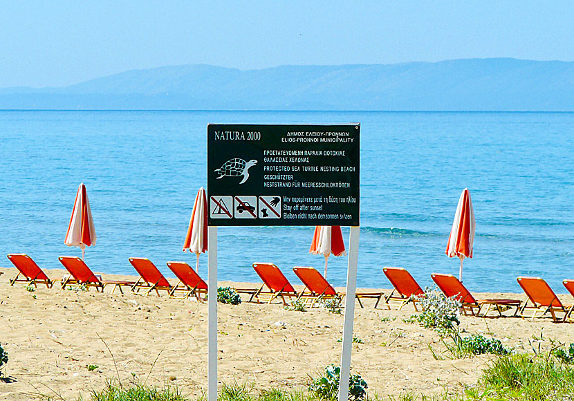 Havssköldpaddan Caretta Caretta häckar på Kefalonia, bland annat på Kaminia beach.