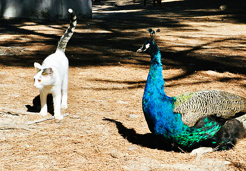 Katter i Plaka Forest på Kos.