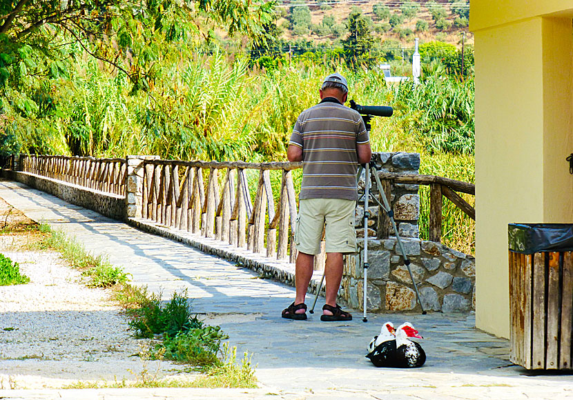 Agia Lake söder om Chania är en mycket bra fågellokal.