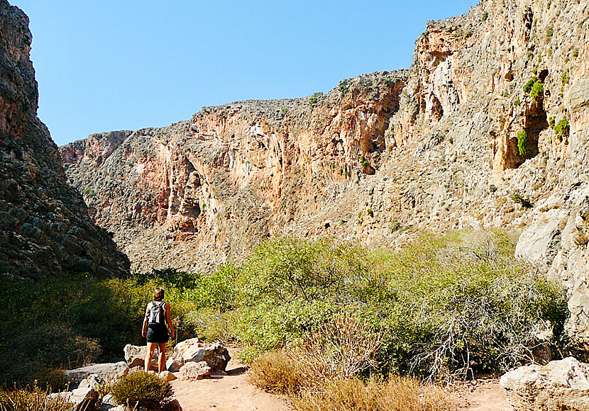 Vandra i Zakros gorge nära Kato Zakros på Kreta.