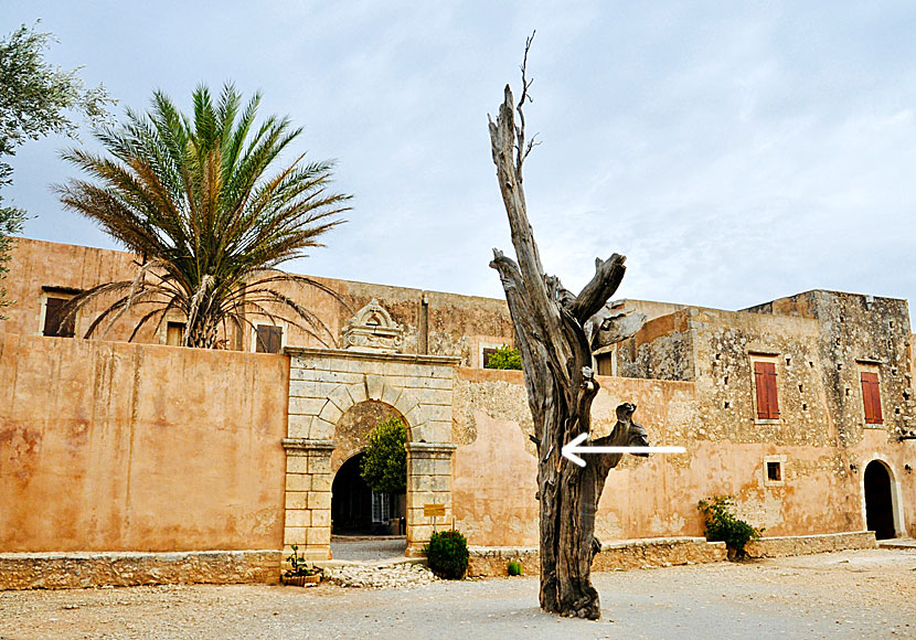 I en cypress sitter en turkisk kula kvar efter slaget om Arkadi Monastery.