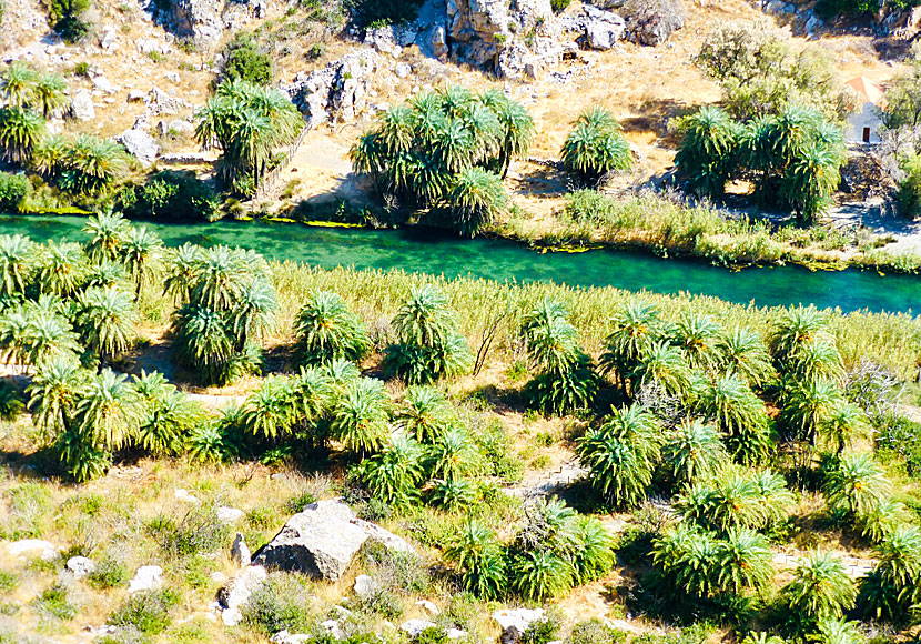 Några av de vackra palmerna i längs floden i Preveli på Kreta.