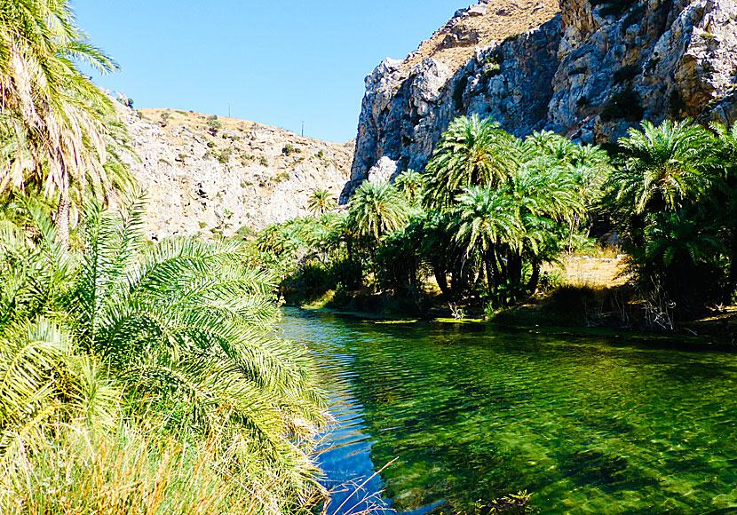 Att simma upp i floden Megalo Potamos i Preveli på Kreta är en häftig och väldigt kall upplevelse. 