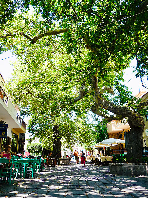 Taverna To Kati Allo i Antissa.