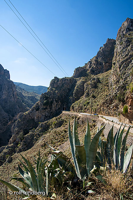 Agave. Agave americana. Växten kom från Mexico .