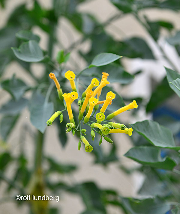 Blåtobak. Nicotiana glauca.