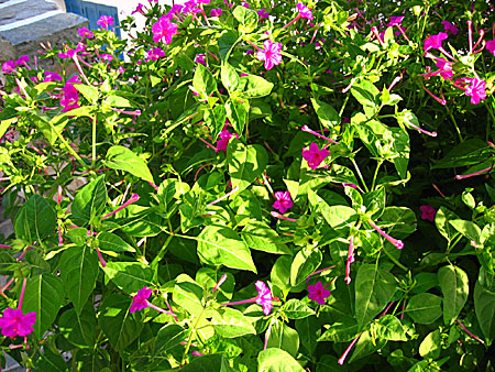 Mirabilis jalapa. Underblomma.