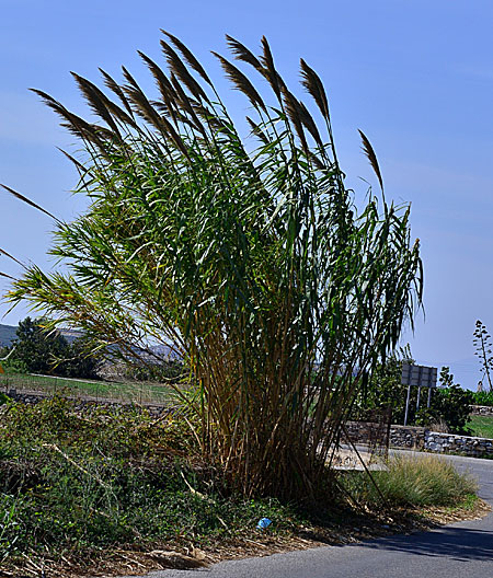 Giant cane. Naxos.