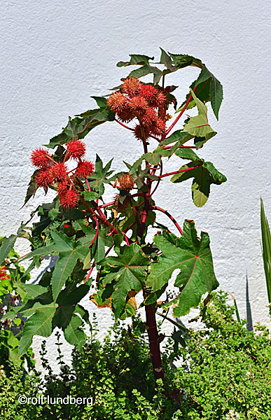 Växter i Grekland. Ricin. Castor bean.