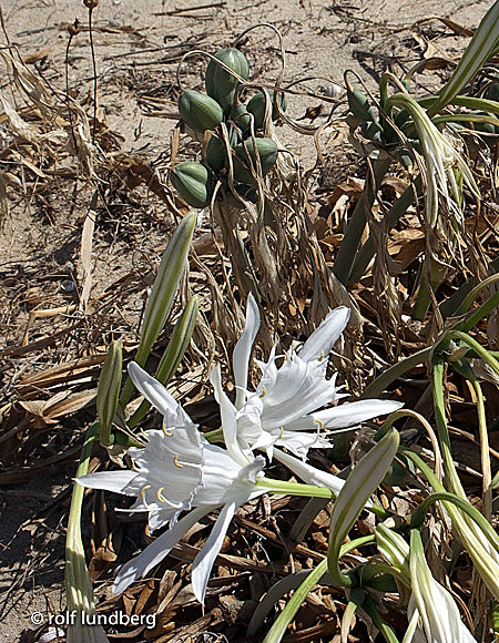 Sea daffodil.