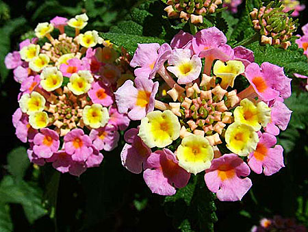 Lantana camara. Blommor i Grekland. Eldkrona.