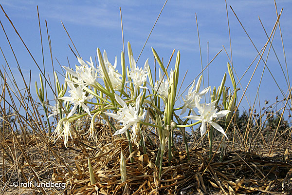 Blommor i Grekland. Strandlilja.