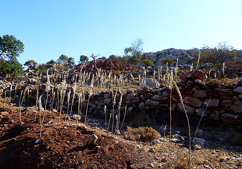 En hel familj med sjölökar längs stigen till Mikro Chorio på Tilos.