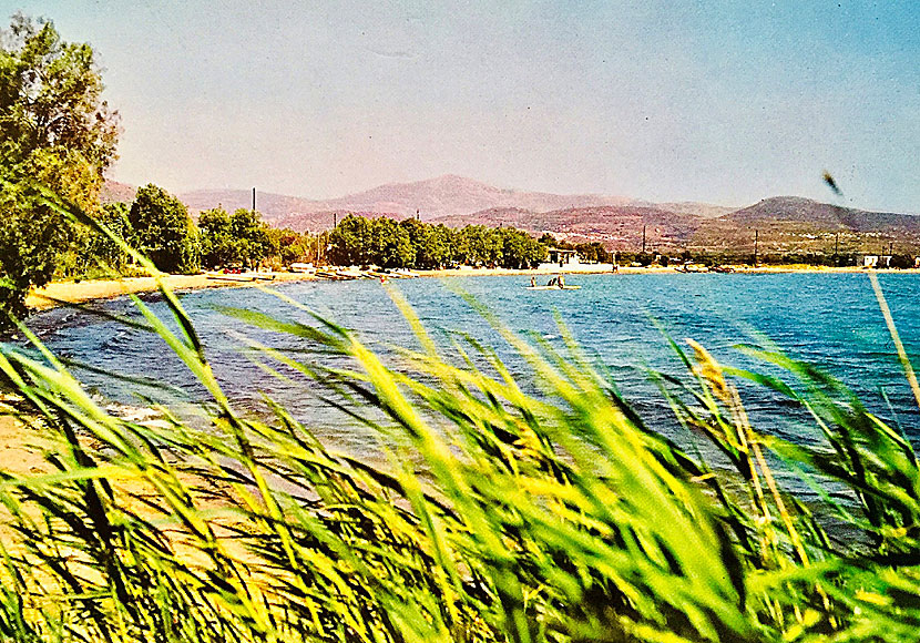 För 40 år sedan fanns det bara ett hotell och en taverna i Agios Georgios idag är stranden hopvuxen med Naxos stad. 