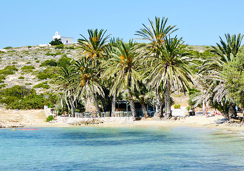 Palmstranden Agia Irini beach på västra Paros.