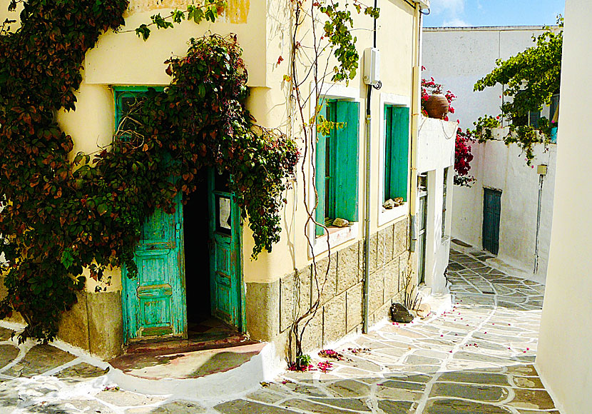 Bougainvillea, hibiskus och pelargoner i Lefkes.