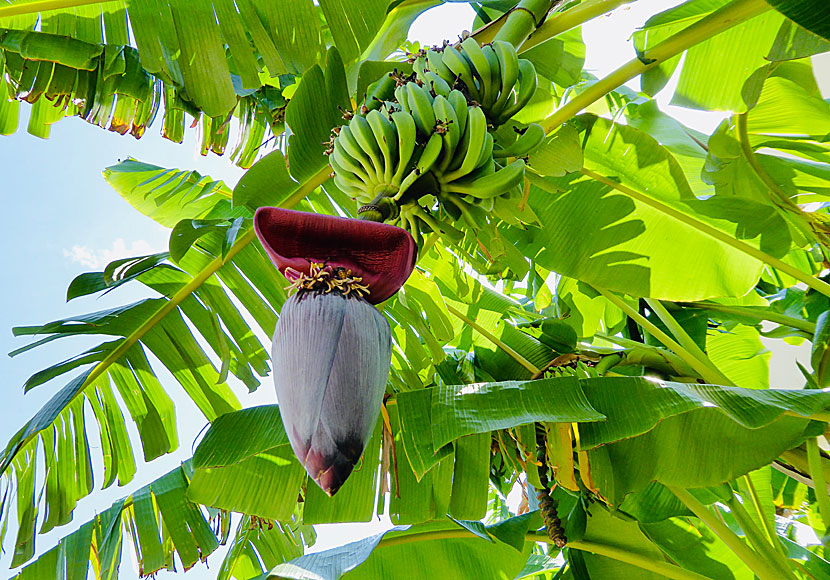 Bananträd och bananer på Peloponnesos i Grekland. 