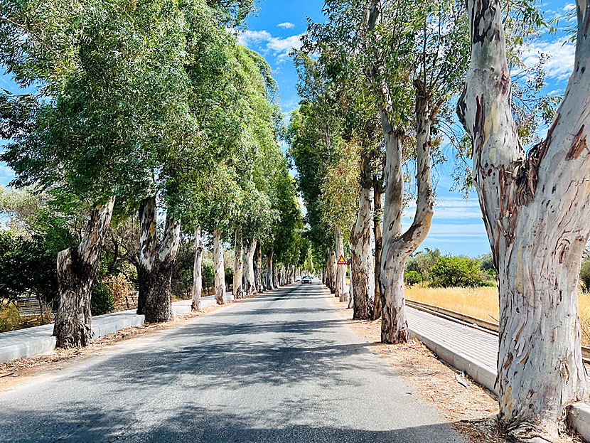 Eucalyptus Street som går från vägen till Lindos ner till Kolymbia.