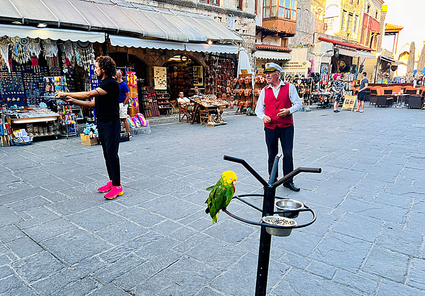 Inkastarna på Judiska Martyernas torg tar hjälp av papegojor för att locka gäster.