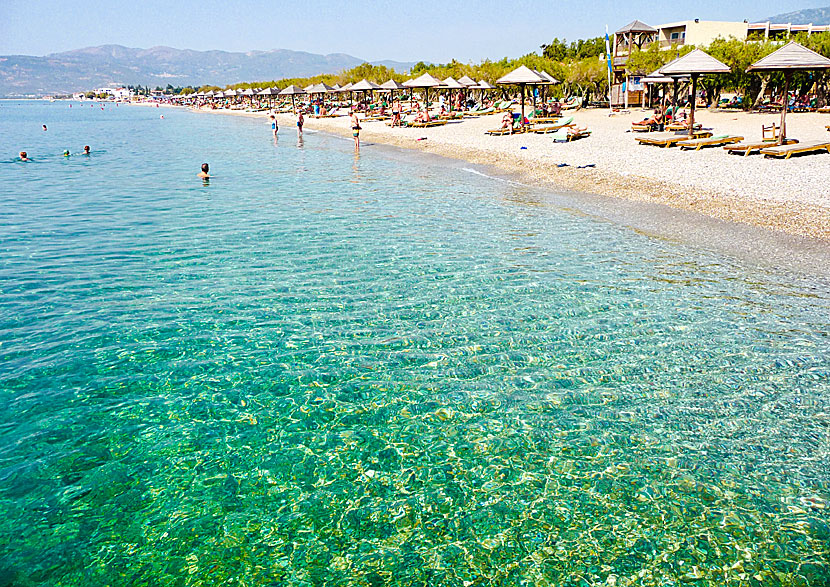 Solstolar, parasoll och skuggande tamariskträd på Potokaki beach på Samos.