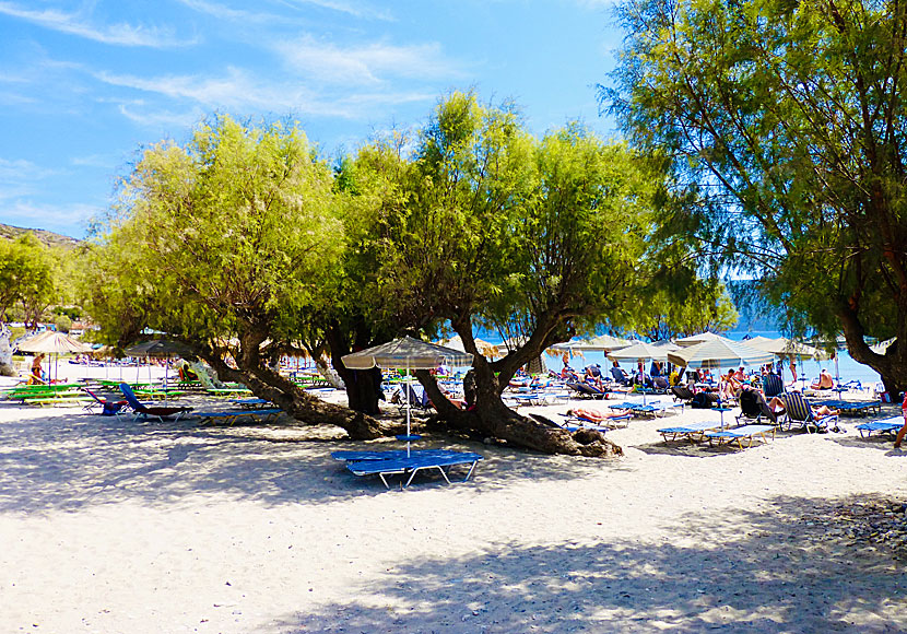 Solstolar, parasoll och skuggande tamariskträd på Psili Ammos beach.