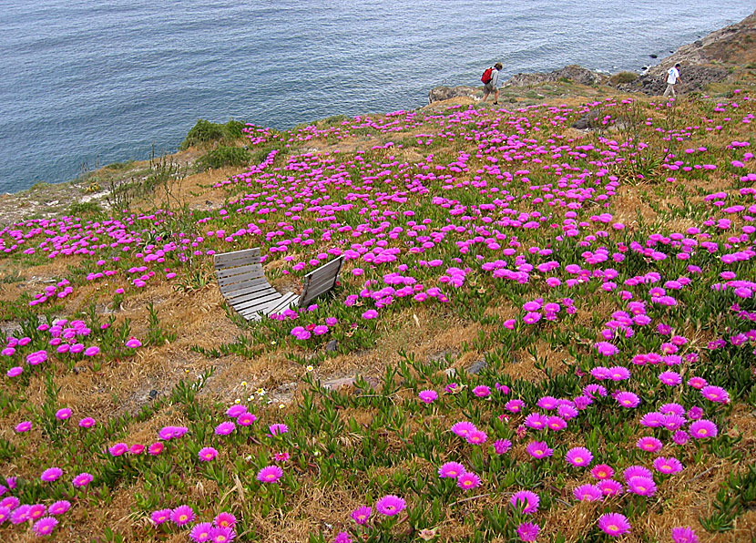 Hottentottfikon och Carpobrotus edulis. Santorini. Grekland.