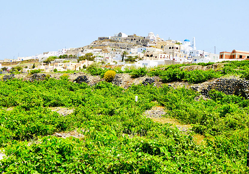 Vinodling under byn Pyrgos på Santorini.