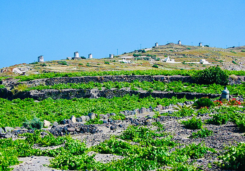 Vinodling nedanför väderkvarnarna utanför Emporio på Santorini.