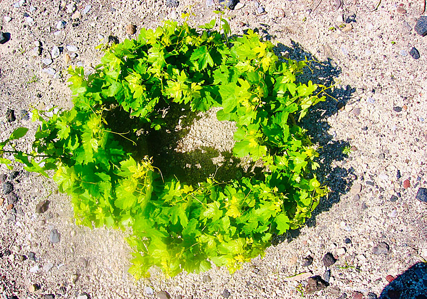 Vingårdar och vinodlingar med vindruvan Assyrtiko på Santorini i Grekland.