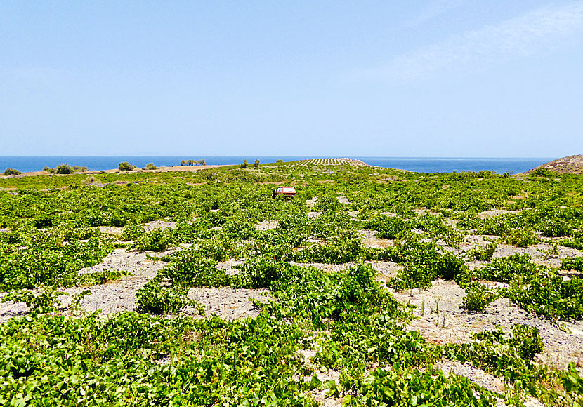 Vinodling i Monolithos där Wine Roads Santorini börjar.