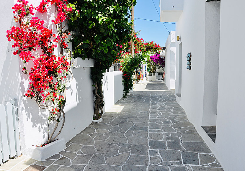 Vackra blommor i den vackra byn Apollonia på Sifnos.