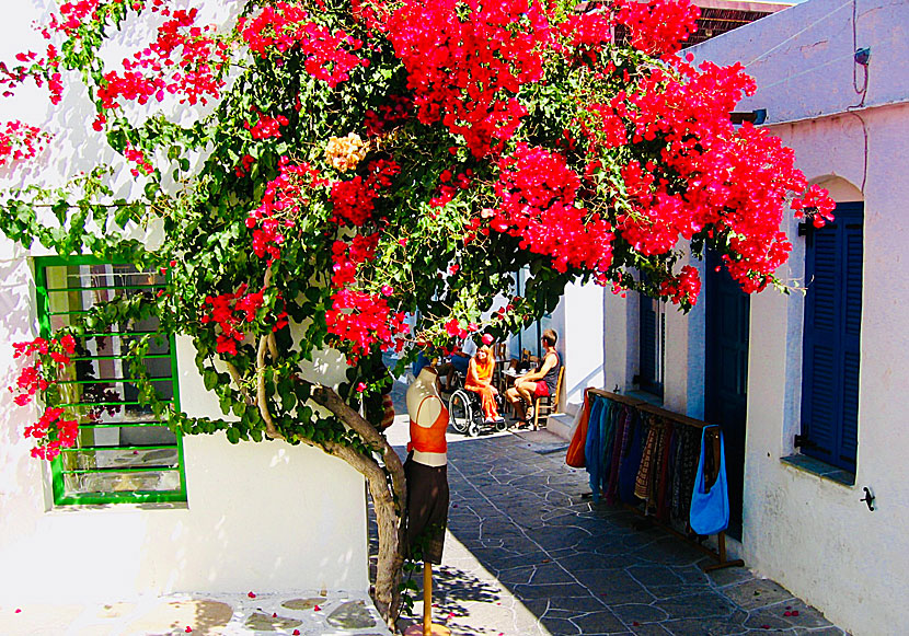 Stor Bougainvillea utanför en av affärerna i Apollonia