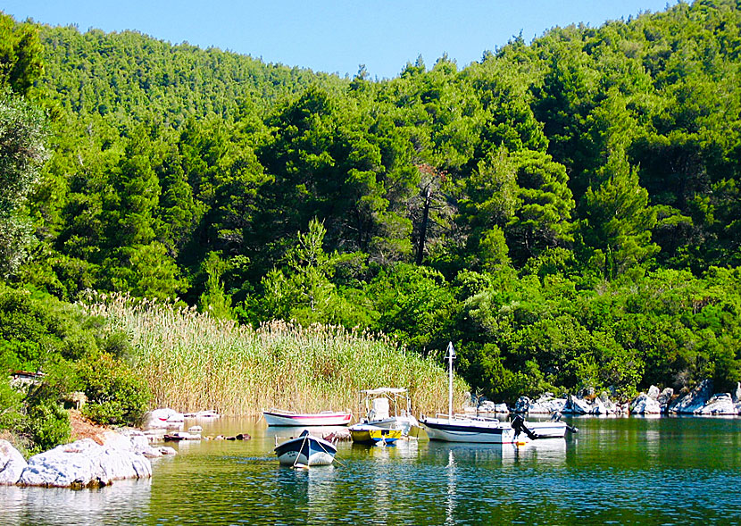 Längst in i Blo Bay på Skopelos ser det ut som i Stockholms skärgård.