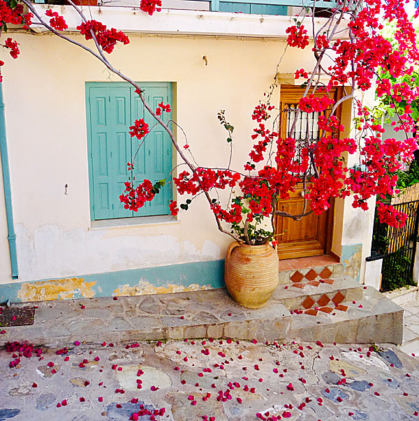 Bougainvillea. Skopelos.