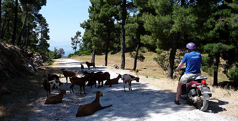 Getter och mopeder på Skopelos.