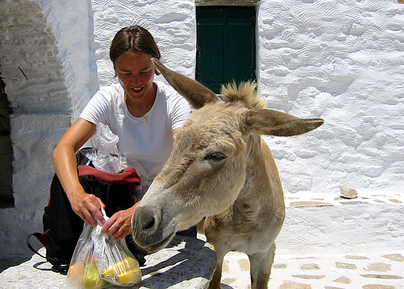 Åsnor på Amorgos.